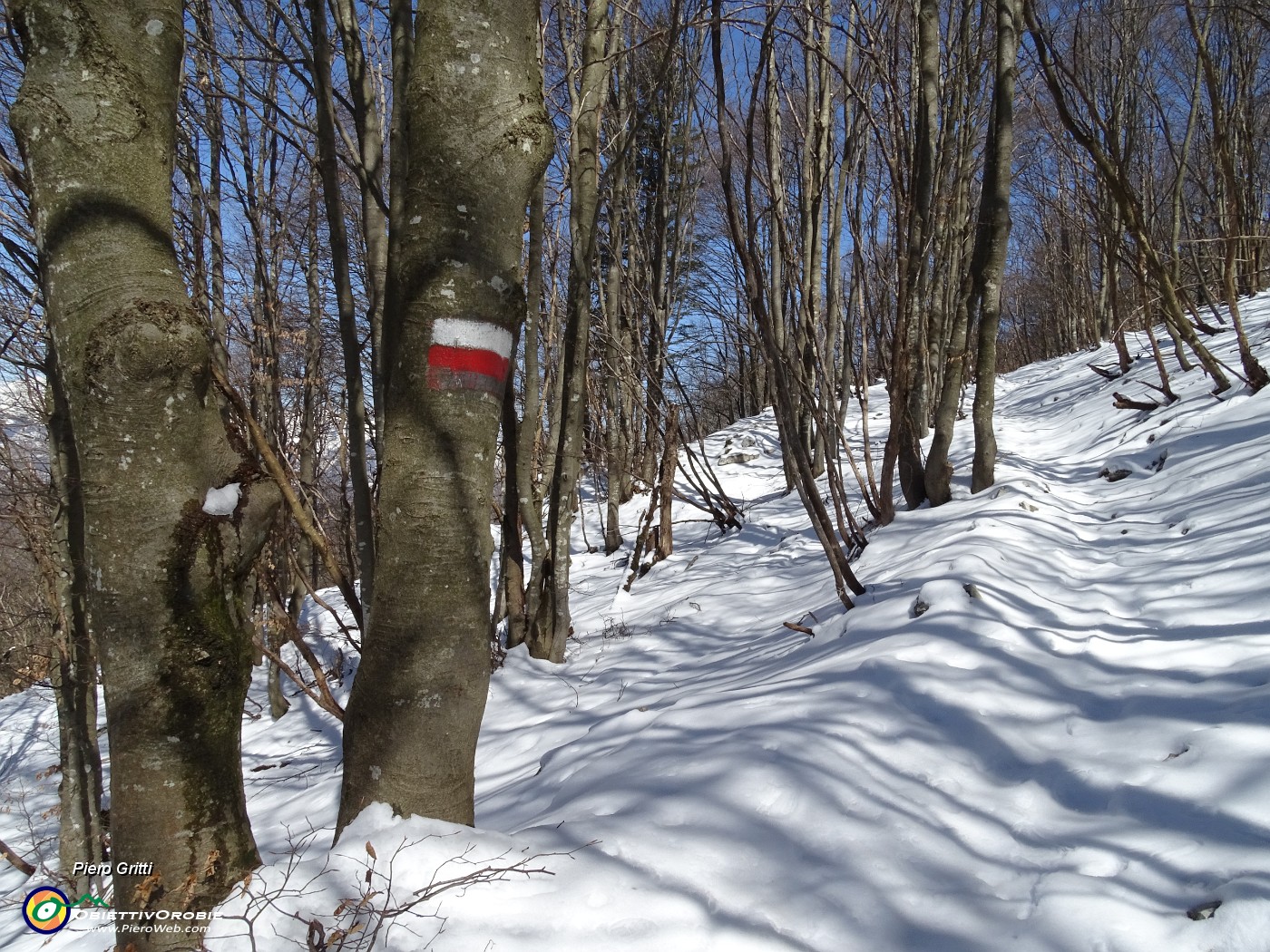 39 Dalla Bocca del Grassello in faggeta innevata salgo per i Canti.JPG